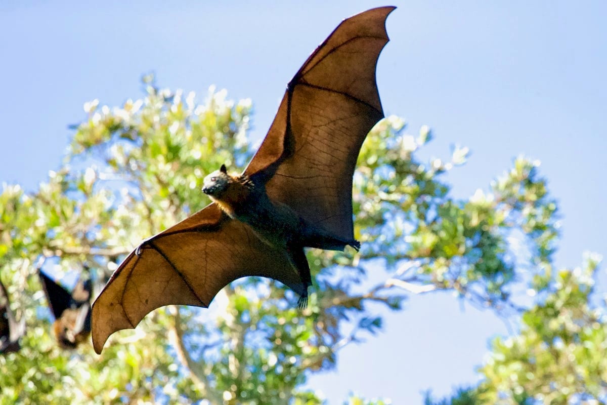 Bat in flight at dusk
