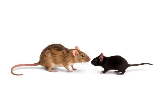 Rat and mouse — Noah's Ark Wildlife rodent control