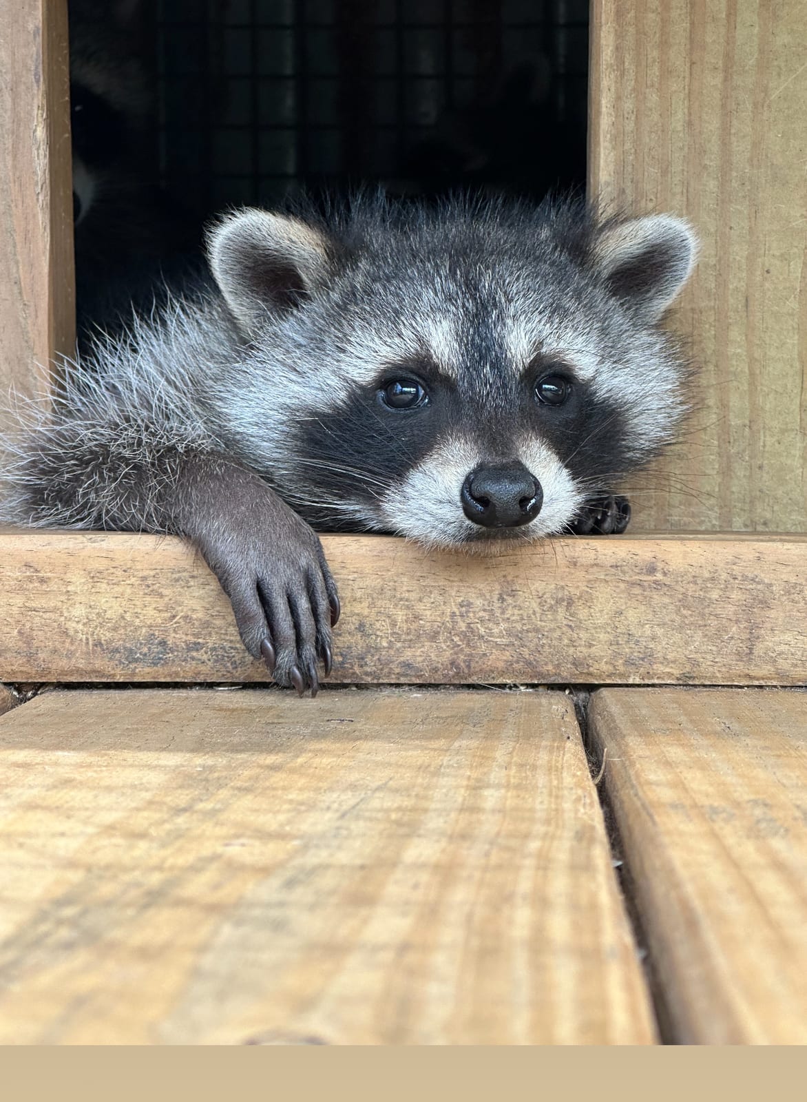 Raccoon peeking out of a humane release box