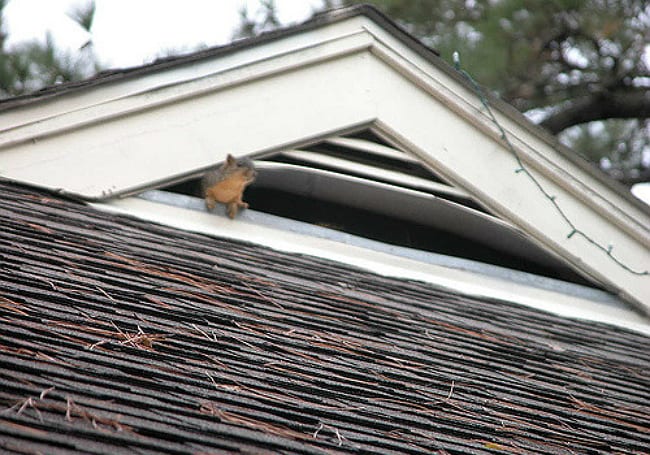 Squirrel emerging from a roof gable vent